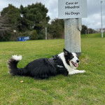 Un Border-Aussie allongé sur un terrain gazonné et portant un harnais 