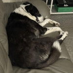 Un Border-Aussie allongé sur un canapé et semblant dormir