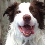 Un Border-Aussie ayant la gueule ouverte 