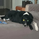 Un Border-Aussie allongé sur un canapé et regardant vers la caméra 