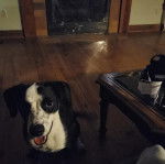 Un Border-Aussie assis sur un plancher et ayant la gueule légèrement ouverte 