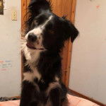 Un Border-Aussie assis et semblant détendu 