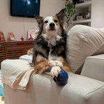 Un Border-Aussie allongé sur un canapé et portant un collier autour du cou