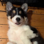 Un Border-Aussie allongé sur un plancher et semblant détendu