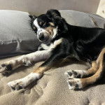 Un Border-Aussie allongé sur un lit et semblant dormir