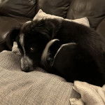 Un Border-Aussie allongé sur un canapé et regardant vers la caméra 