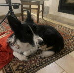 Un Border-Aussie allongé sur un tapis et regardant vers la caméra 