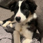 Un Border-Aussie allongé sur un canapé et portant un collier autour du cou