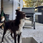 Un Border-Aussie sur une moquette et semblant détendu 