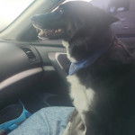 Un Border-Aussie assis dans une voiture et portant un foulard autour du cou 