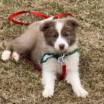 Un Border-Aussie allongé sur une surface herbacée et qui est tenu en laisse 