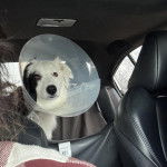 Un Border-Aussie regardant vers la caméra et portant un carcan