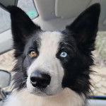 Un Border-Aussie dans une voiture 