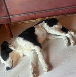 Un Border-Aussie allongé sous un meuble et semblant dormir 