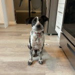 Un Border-Aussie assis sur un sol carrelé et portant un collier autour du cou