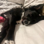 Un Border-Aussie allongé sur un lit et regardant vers la caméra