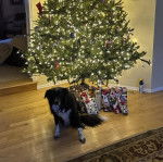 Un Border-Aussie assis sur un plancher et regardant vers la caméra