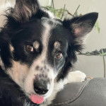 Un Border-Aussie tirant la langue et regardant vers la caméra