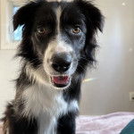 Un Border-Aussie ayant la gueule légèrement ouverte et regardant vers la caméra 