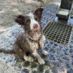 Un Border-Aussie assis et portant un harnais 