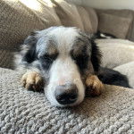 Un Border-Aussie allongé sur un canapé et semblant dormir