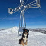 Un Border-Aussie assis sur une surface enneigée et portant des lunettes de ski 