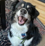Un Border-Aussie assis sur un tapis et portant un collier autour du cou