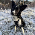Un Border-Aussie assis sur une surface enneig&eacute;e et portant un harnais 