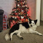 Un Border-Aussie allong&eacute; sur une moquette et regardant vers la cam&eacute;ra 