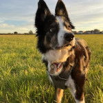Un Border-Aussie sur une surface gazonn&eacute;e et portant un harnais 