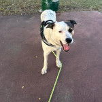 Un Border-Aussie sur une surface b&eacute;tonn&eacute;e et qui est tenu en laisse 