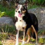 Un Border-Aussie ayant la langue pendante et portant un collier autour du cou