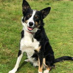 Un Border-Aussie assis sur une surface gazonn&eacute;e et portant un collier autour du cou