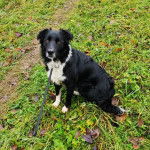 Un Border-Aussie assis sur un terrain herbeux et qui est tenu en laisse 
