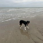 Un Border-Aussie ayant la langue pendante et portant un harnais 