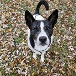 Un Border-Aussie sur une sol jonch&eacute;s de feuilles mortes et portant un harnais 