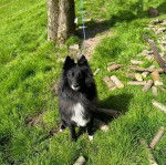 Un Border-Aussie assis sur un terrain gazonn&eacute; et regardant vers la cam&eacute;ra 