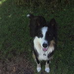 Un Border-Aussie sur un terrain gazonn&eacute; et portant un collier autour du cou 