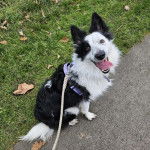 Un Border-Aussie assis sur une surface goudronn&eacute;e et qui est tenu en laisse 