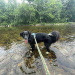 Un Border-Aussie ayant la langue pendante et qui est tenu en laisse 