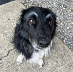 Un Border-Aussie assis sur une surface b&eacute;tonn&eacute;e et regardant vers la cam&eacute;ra 