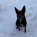Un Border-Aussie sur une surface enneig&eacute;e et ayant la gueule l&eacute;g&egrave;rement ouverte 