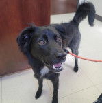 Un Border-Aussie sur un sol carrel&eacute; et qui est tenu en laisse 