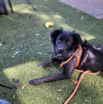Un Border-Aussie regardant vers la cam&eacute;ra et qui est tenu en laisse 