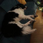 Un Border-Aussie allong&eacute; sur un canap&eacute; et semblant d&eacute;tendu 