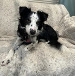 Un Border-Aussie allong&eacute; sur un canap&eacute; et portant un collier autour du cou