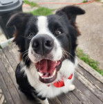 Un Border-Aussie ayant la gueule ouverte et portant un n&oelig;ud autour du cou