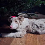Un Border-Aussie allong&eacute; sur un plancher et semblant d&eacute;tendu