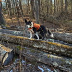 Un Border-Aussie sur des troncs d'arbres et portant un harnais 