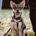 Un Border-Aussie assis sur un sol jonch&eacute;s de feuilles mortes et qui est tenu en laisse